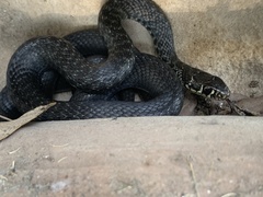 Hierophis viridiflavus