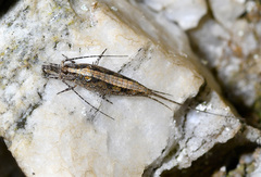 Machilinae