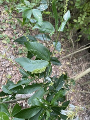 Pithecellobium lanceolatum