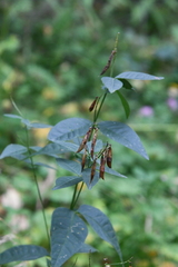 Vicia unijuga