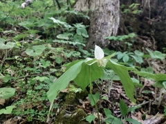 Trillium