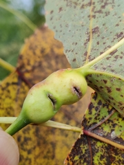 Pemphigus populitransversus