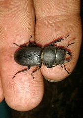 Dorcus parallelipipedus