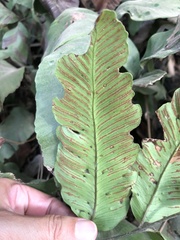 Diplazium donianum
