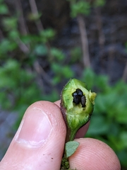 Procecidochares utilis