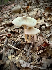 Entoloma strictius