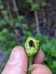 Procecidochares utilis