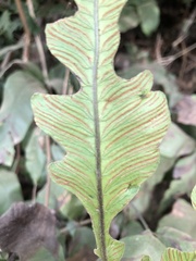 Diplazium donianum