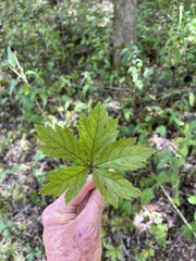 Sanicula canadensis