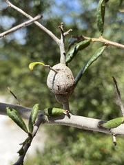 Callirhytis quercusbatatoides