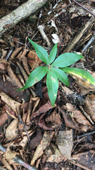 Lysimachia borealis