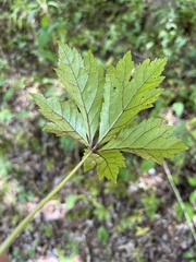 Sanicula canadensis