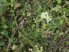 Seseli annuum