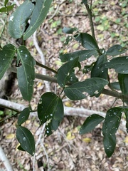 Pithecellobium lanceolatum