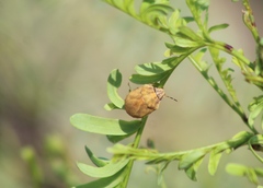 Pachycorinae
