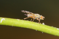 Campiglossa sororcula