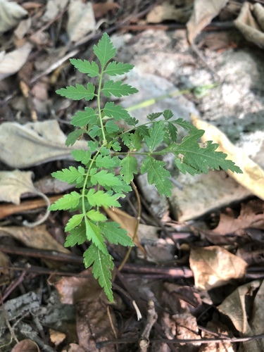 Koelreuteria elegans