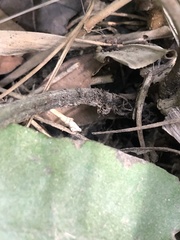 Diplazium donianum