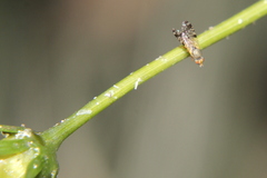 Campiglossa sororcula