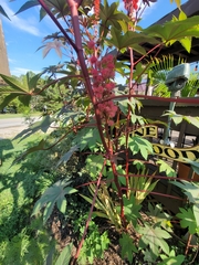Ricinus communis