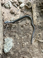 Anguis fragilis