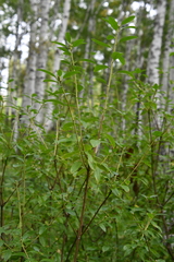Rhododendron dauricum