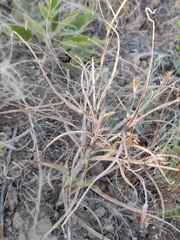 Pseudopodospermum molle