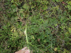 Seseli annuum