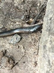Anguis fragilis