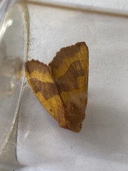 Atethmia centrago