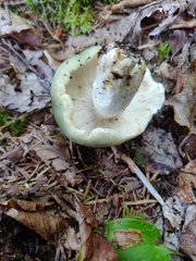 Russula