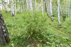 Rhododendron dauricum