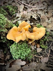 Cantharellus