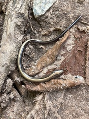 Anguis fragilis