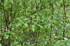 Rhododendron dauricum