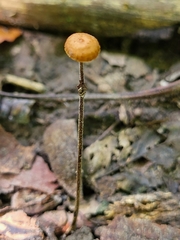 Rhizomarasmius