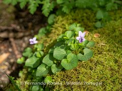 Viola palustris