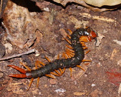 Cormocephalus westwoodi