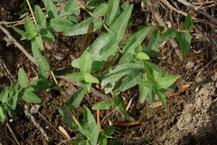 Apocynum venetum