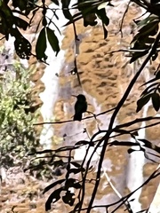 Elliotomyia viridicauda