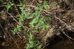 Apocynum venetum