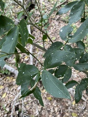 Pithecellobium lanceolatum