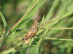 Melanoplinae