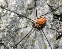 Leiobunum limbatum