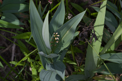 Asparagales