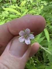 Geranium sibiricum