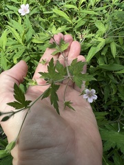 Geranium sibiricum