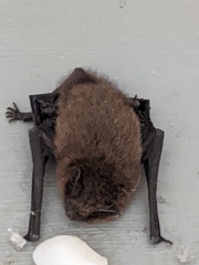 Pipistrellus