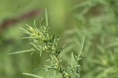 Ambrosia