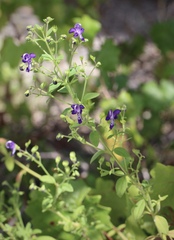 Trichostema dichotomum